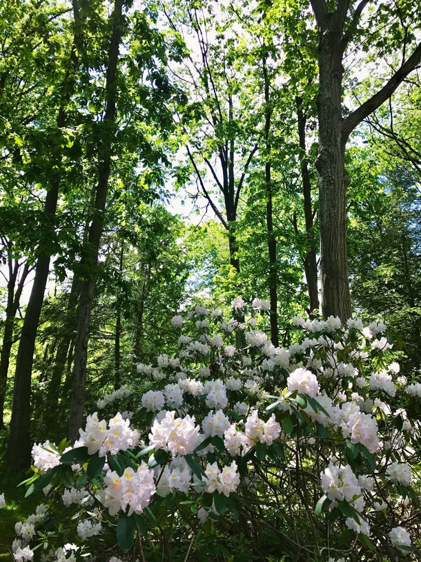 Rhododendrons in full bloom Holden Arboretum Northeast Ohio 