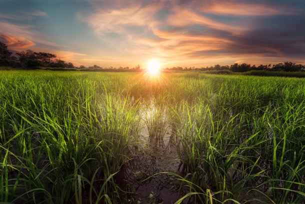 Rice field in Eastern Thailand at sunset 