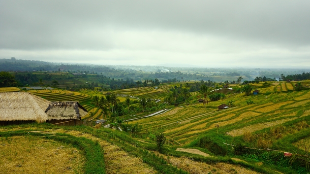 Rice Paddy Field Bali Indonesia 