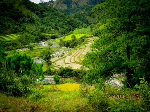 Rice Terraces and Pine Trees in Municipality of Lacub Province of Abra Philippines 