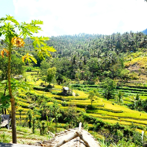 Rice terraces at Bali Indonesia 