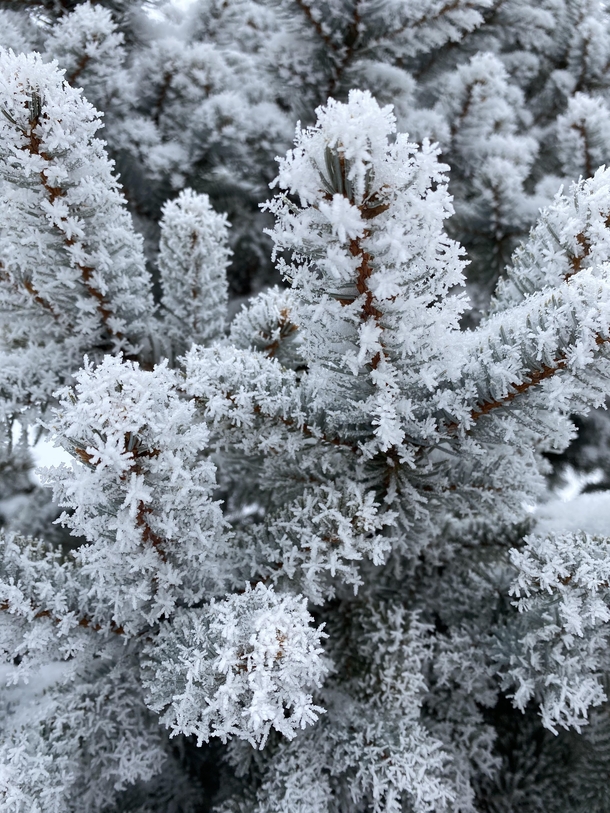 Rime growth on balsam fir needles Madison WI
