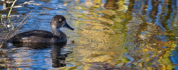 Ring-necked Duck among gold and blue water reflections 