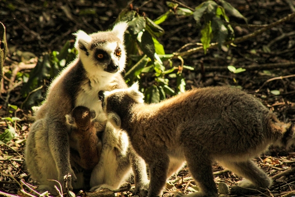 Ring-tailed lemur Lemur catta with her pups feeding 