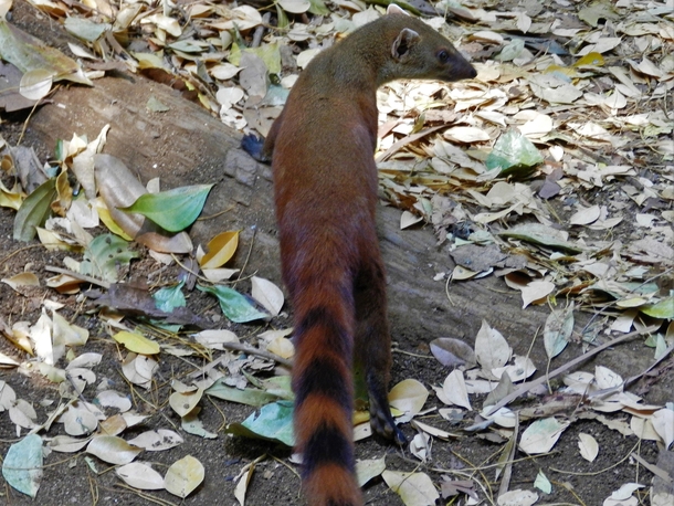 Image result for ring tailed mongoose