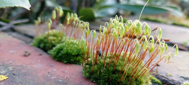 Ripening sporoids on moss 