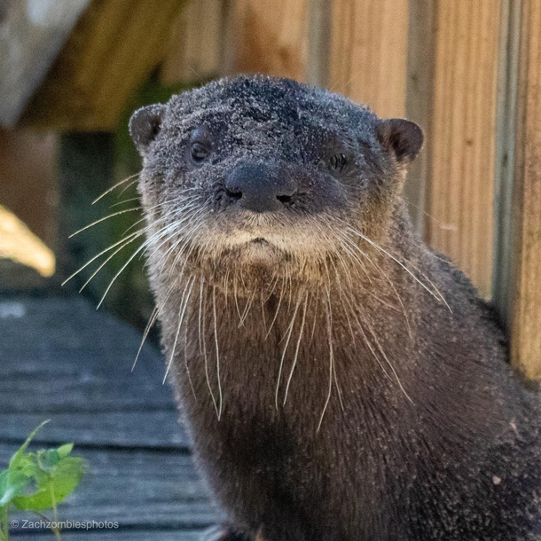 River otter in south Florida 