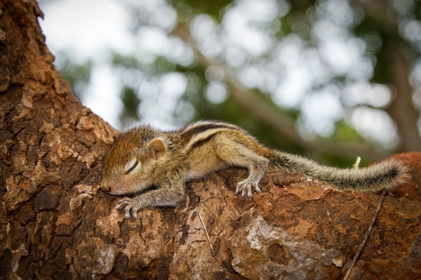 Rob the Baby Palm Squirrel 
