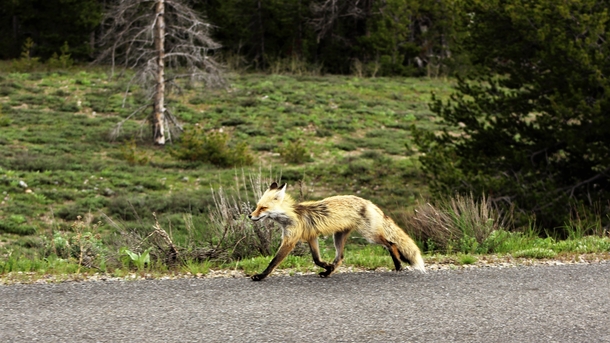 Rocky Mountain Fox Vulpes vulpes macroura - Having itself a morning stroll 