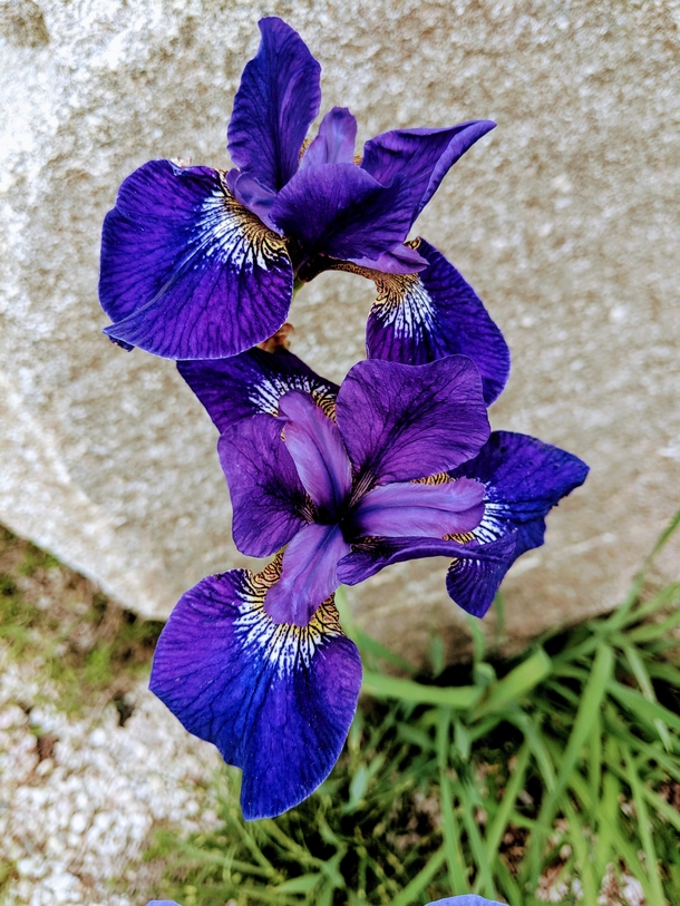 Rocky mountain Iris at a garden in Korea Iris missouriensis 