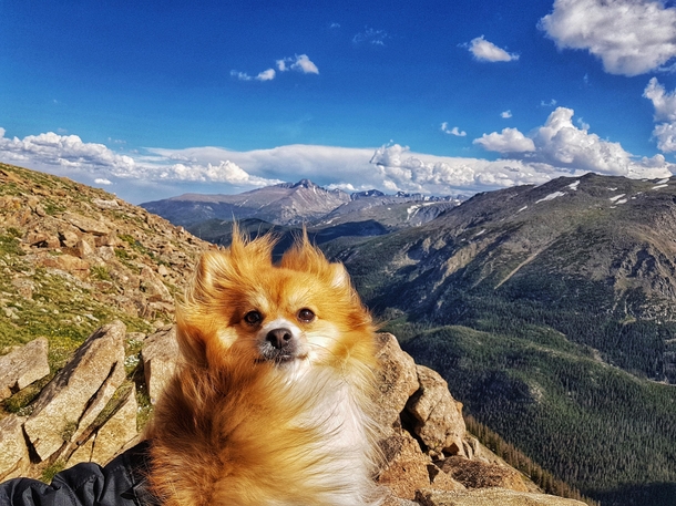 Rocky Mountain Pomeranian