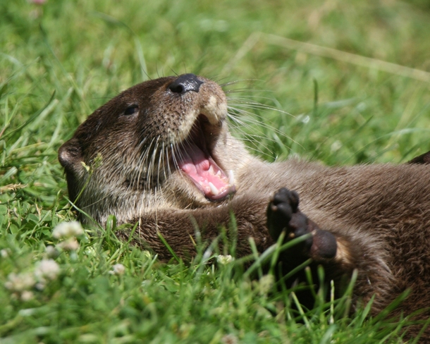 ROFL Otter Lutra lutra - 