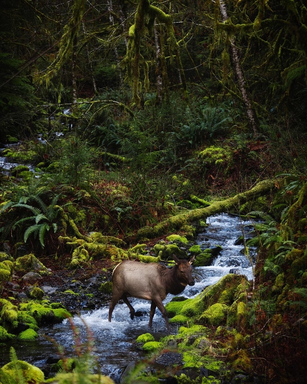 Roosevelt Elk in Olympic National Forest WA