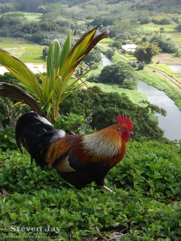 Rooster above the Hanalei Valley Kauai Hawaii 