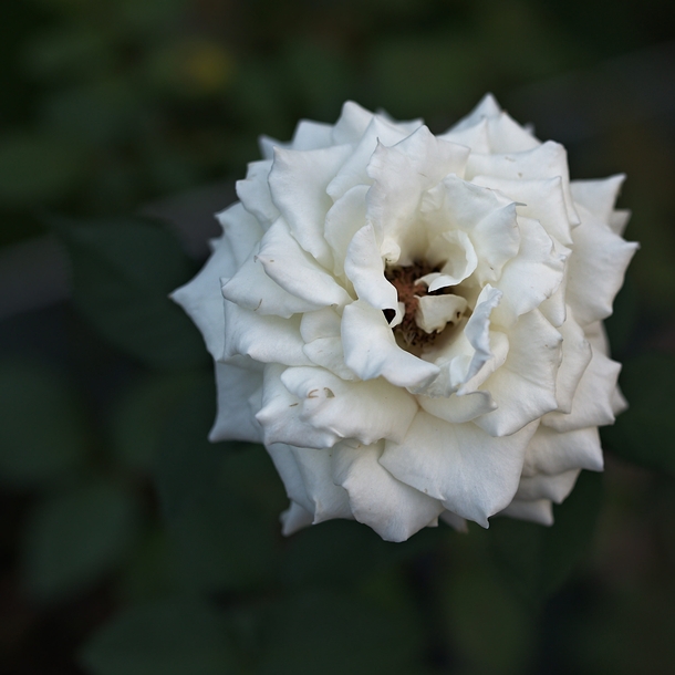Rosa Jacven Evening Star White Rose 