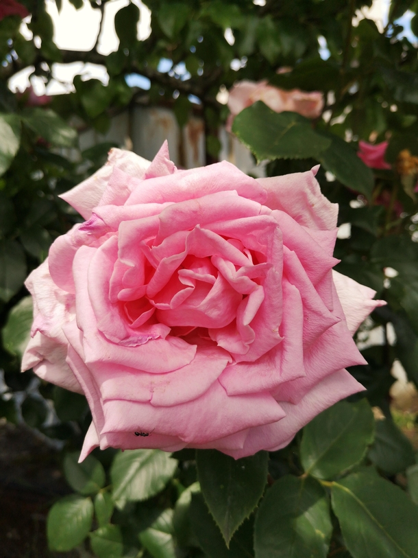 Rosa rosa chinensis jacq  OC