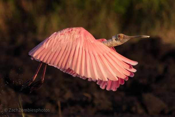 Roseate spoonbill at Arthur R Marshall wildlife refuge in south Florida