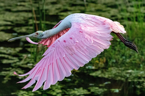 Roseate spoonbills are always fun to take photos of
