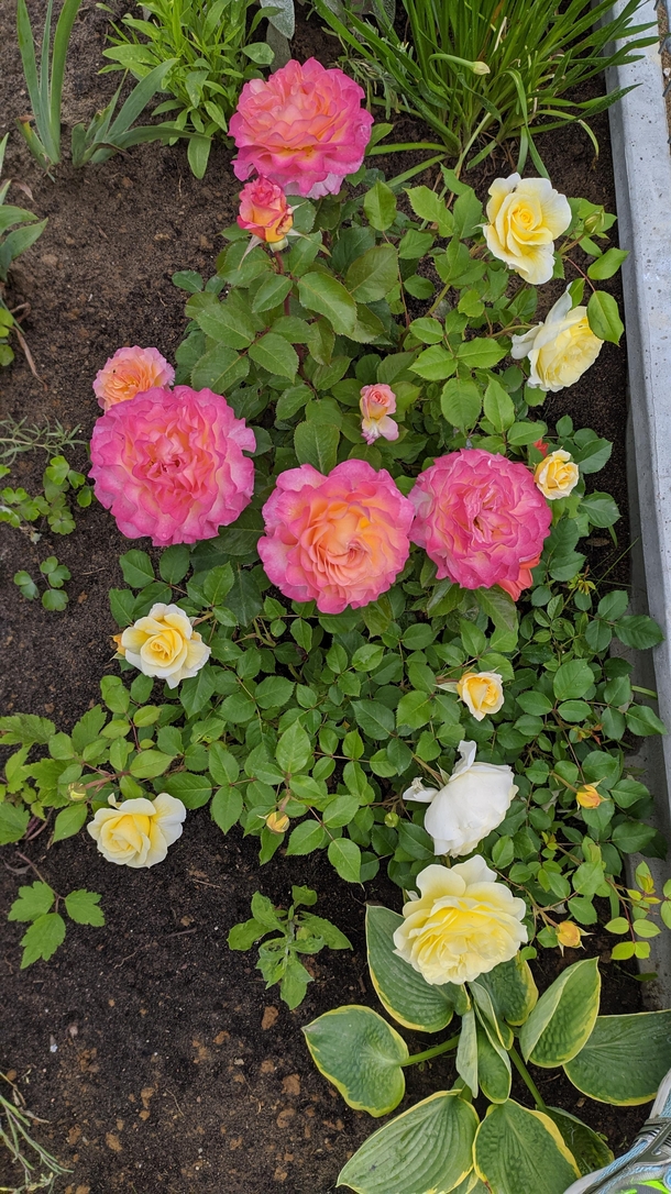 Roses from my mil garden