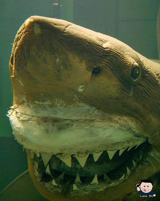 Rosie The Shark back in her prime daysAbandoned Wildlife park viral video x