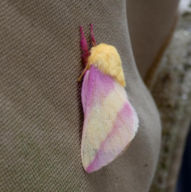 Rosy Maple Moth Dryocampa rubicunda Michigan