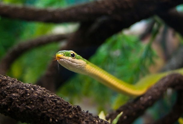 Rough Snake - Opheodrys aestivus x 