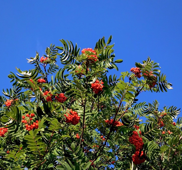 Rowan Mountain Ash in all its glory against the bluest of blue skies 