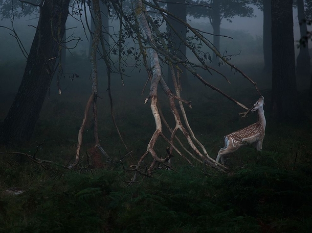 Royal Velvet - Fallow deer rubs his antlers on branches and strikes regal pose after winning a clash with another buck photo by Szymon Bakota 