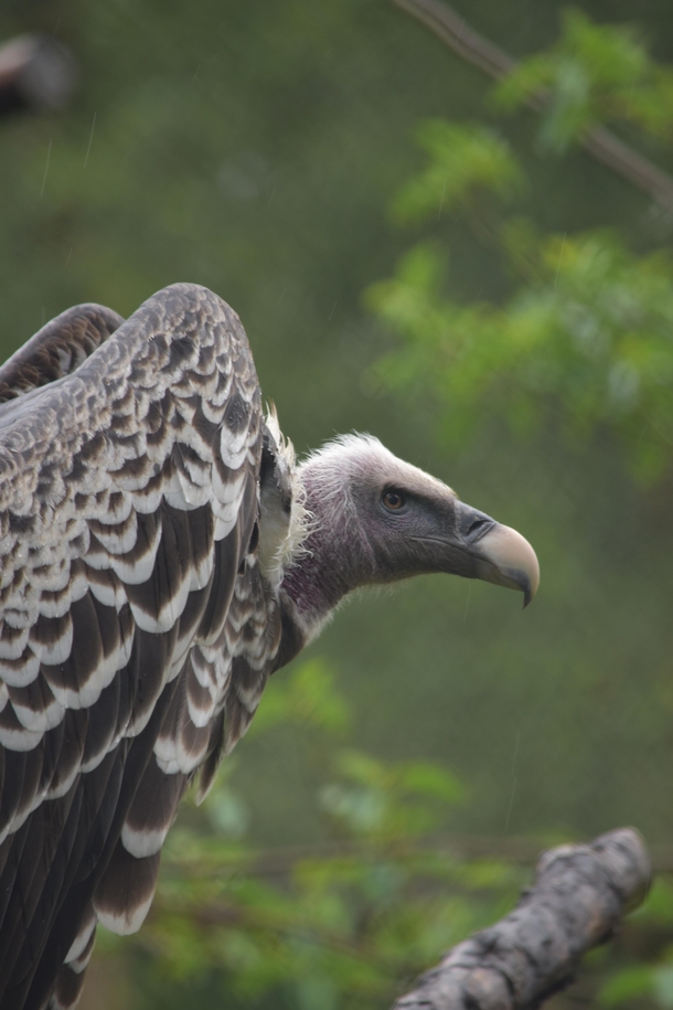 Rppells vulture