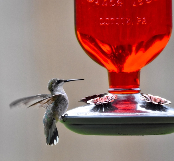 Ruby throated hummingbird Archilochus colubris - 
