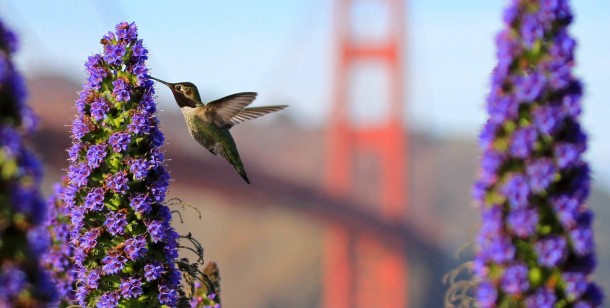 Ruby-Throated Hummingbird Archilochus colubris San Francisco 