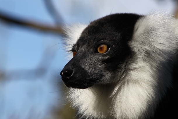 Ruffed Lemur - Howletts Wild Animal Park Canterbury 