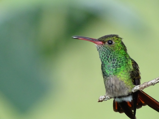 Rufous-tailed Hummingbird - Amazilia tzacatl  OC