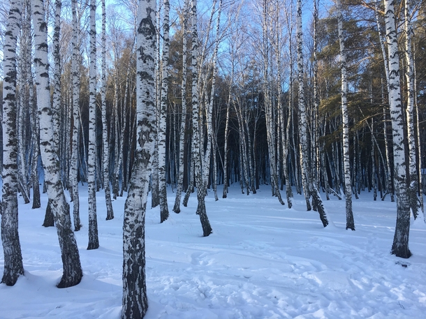 Russian birch trees in snow