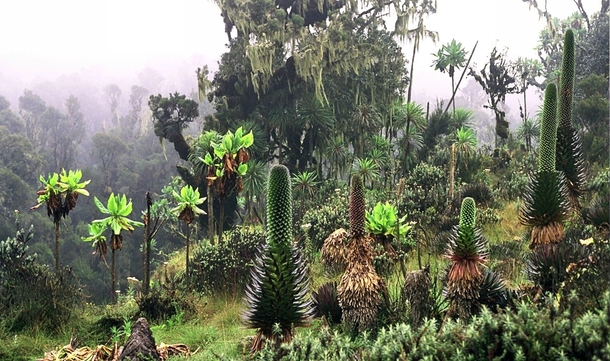 Rwenzori Mountains Uganda 