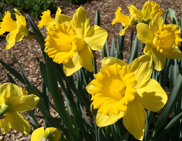 s most narcissistic bloom - Trumpet Daffodil Tweet Master 