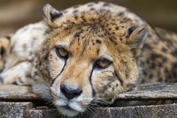 Sad Cheetah Acinonyx jubatus 