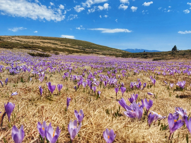 Saffron field underneath Kopren peak on the Old Mountain Serbia 