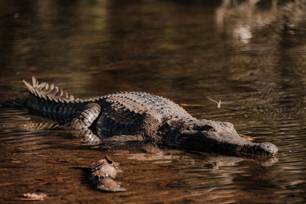 Saltwater crocodile at Gibb River Road Western Australia