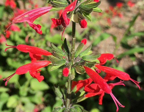 Salvia coccinea Summer Jewel Red 