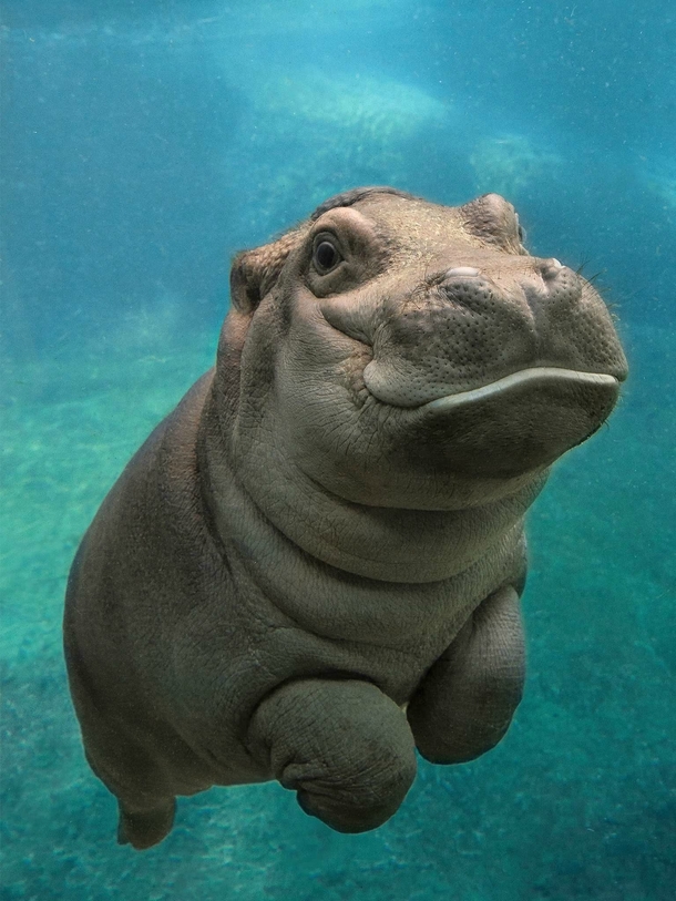 San Diego Zoos Baby Hippo 