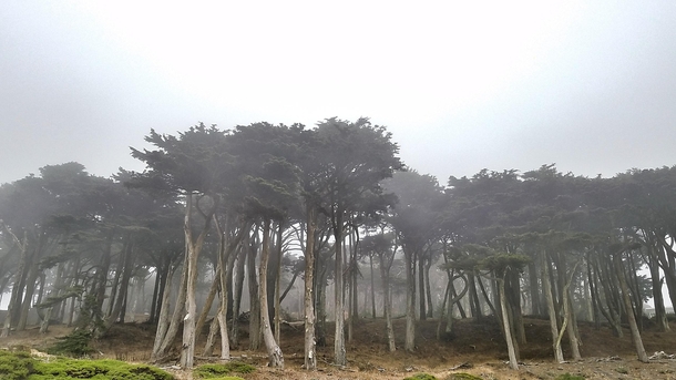 San Francisco Fog 