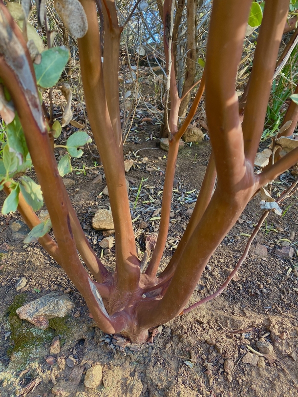 San Gabriel Manzanita Arctostaphylos glandulosa ssp gabrielensis - Manzanita bark is something else