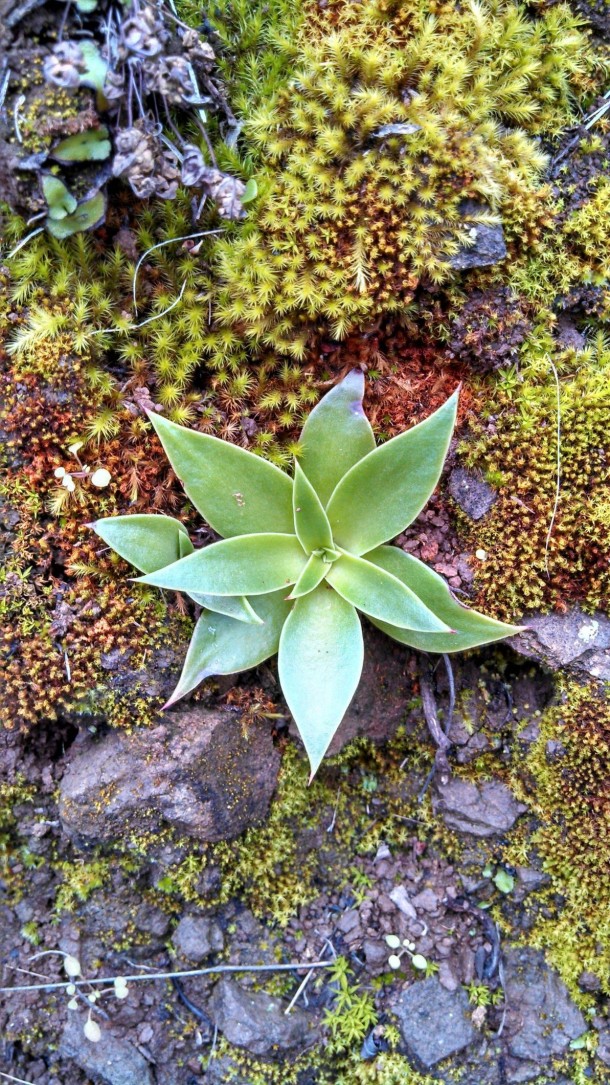 Santa Monica Mountain Dudleya - dudleya cymosa spp ovatifolia 