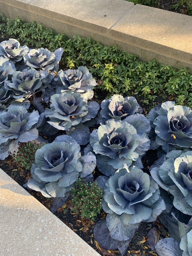 Saw these beautiful succulents outside University of Chicago Medicine What are they called I would love some of my own 