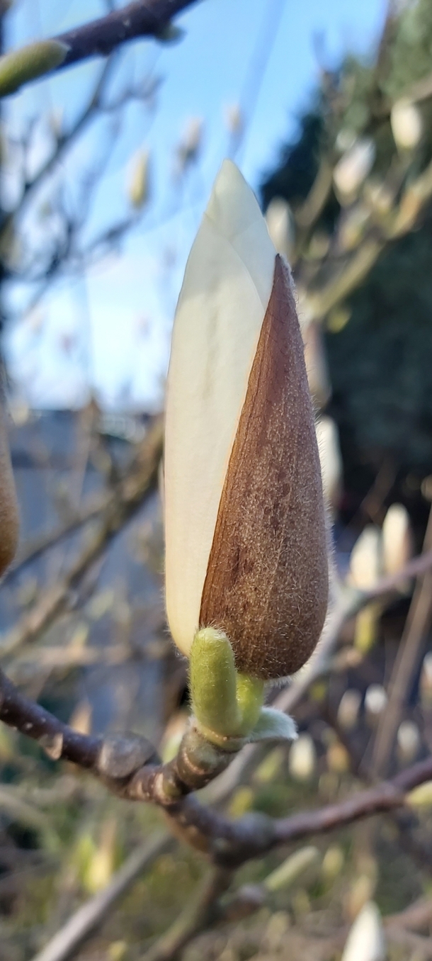 Saw this beautiful magnolia bud today