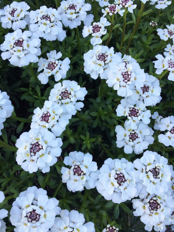 Saw this Candytuft  and as rockeries are back in vogue thought I would post it