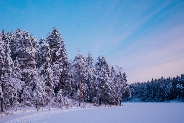 Scandinavian forest in winter 