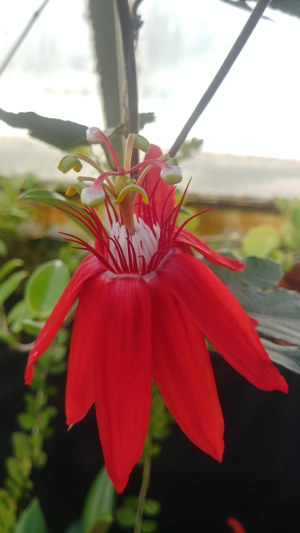 Scarlet Flame Passion Flower Passiflora vitifolia x Passiflora coccinea 