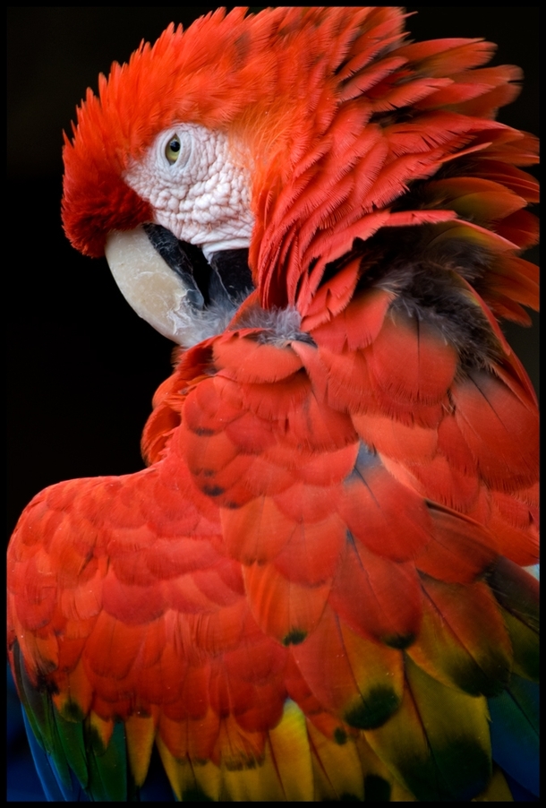 Scarlet Macaw Ara macao 